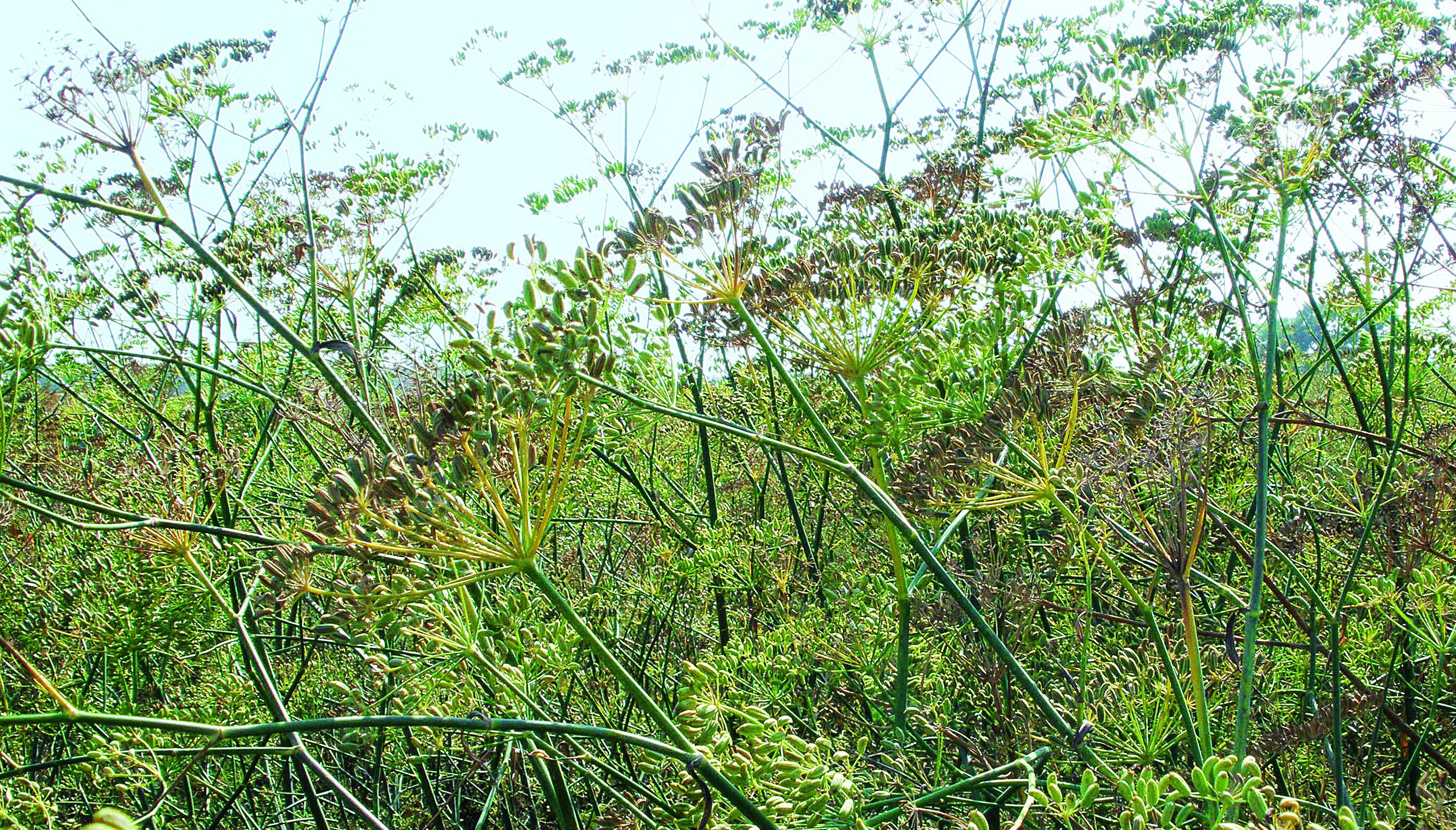 Znajomy widok. Pędy kwiatostanowe kopru włoskiego są podobne do pędów kwiatostanowych kopru ogrodowego