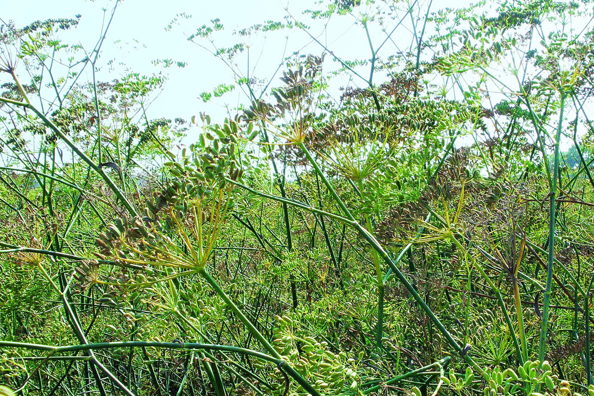 Znajomy widok. Pędy kwiatostanowe kopru włoskiego są podobne do pędów kwiatostanowych kopru ogrodowego