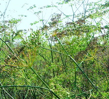 Znajomy widok. Pędy kwiatostanowe kopru włoskiego są podobne do pędów kwiatostanowych kopru ogrodowego