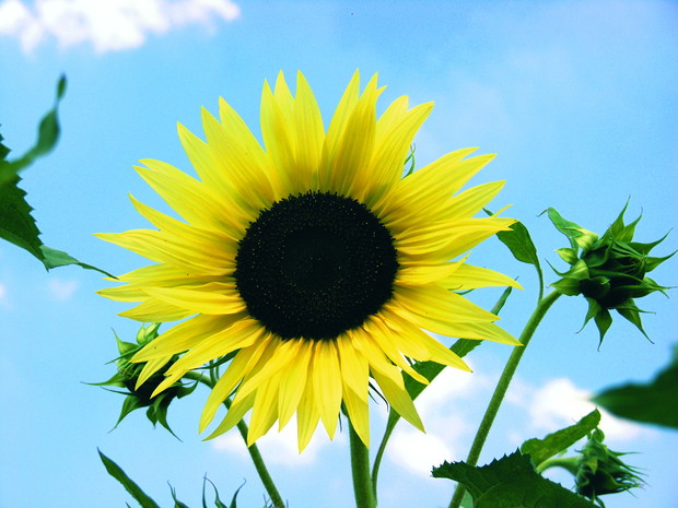 Żółto-czarne zestawienia. Bladożółte kwiaty pięknie kontrastują z czarnobrązową tarczą kwiatów rurkowatych