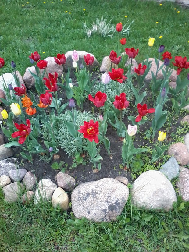 a tak wczesną wiosną przywitały mnie tulipany