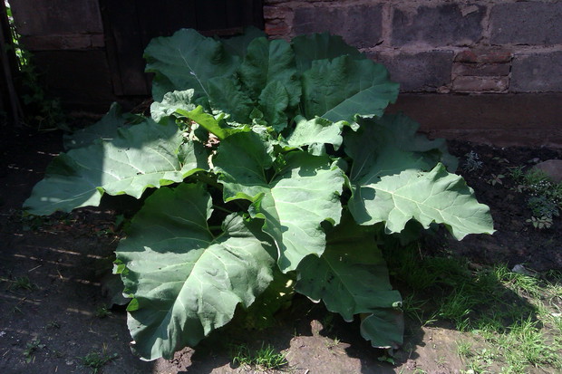A tu ogromna bylina, do dziś nie wiem skąd się u nas wzięła, rośnie już kilka lat i nikt nie wie nawet jak się nazywa... Może ktoś z Was wie?