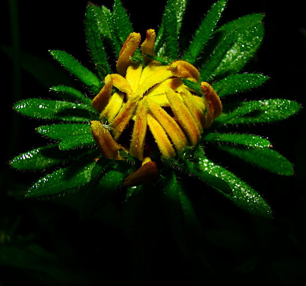 A z pączka rozwinie się...