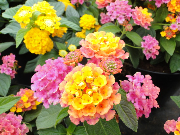 Aby kwiaty dobrze się wybarwiały, należy im zapewnić słoneczne stanowisko.