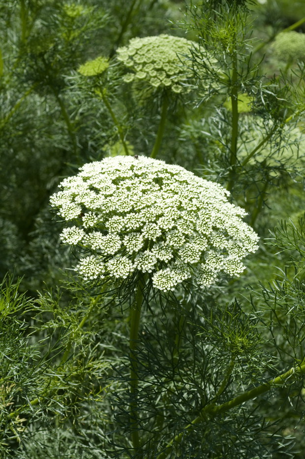 AMINEK EGIPSKI Ammi visnaga jest rośliną jednoroczną z dużymi złożonymi baldachami białych kwiatów, osiągającą wysokość około 1 metra