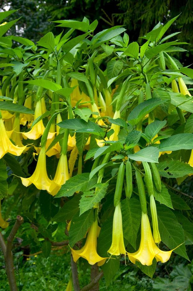 Anielskie trąby nazywane są tak z powodu pięknych trąbkowatych kwiatów