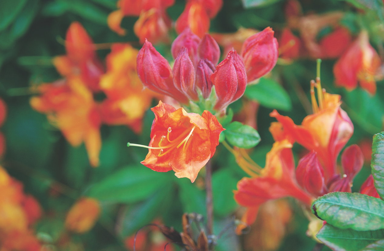 Azalie nie lubią zbyt mokrego podłoża. Aby dobrze rosły w naszym ogrodzie, warto posadzić je na lekko wzniesionej rabacie
