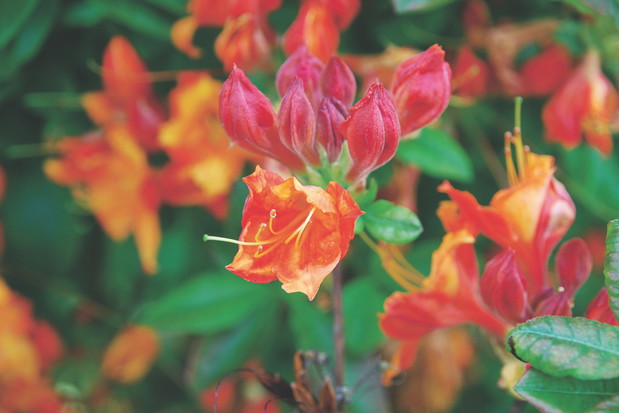 Azalie nie lubią zbyt mokrego podłoża. Aby dobrze rosły w naszym ogrodzie, warto posadzić je na lekko wzniesionej rabacie