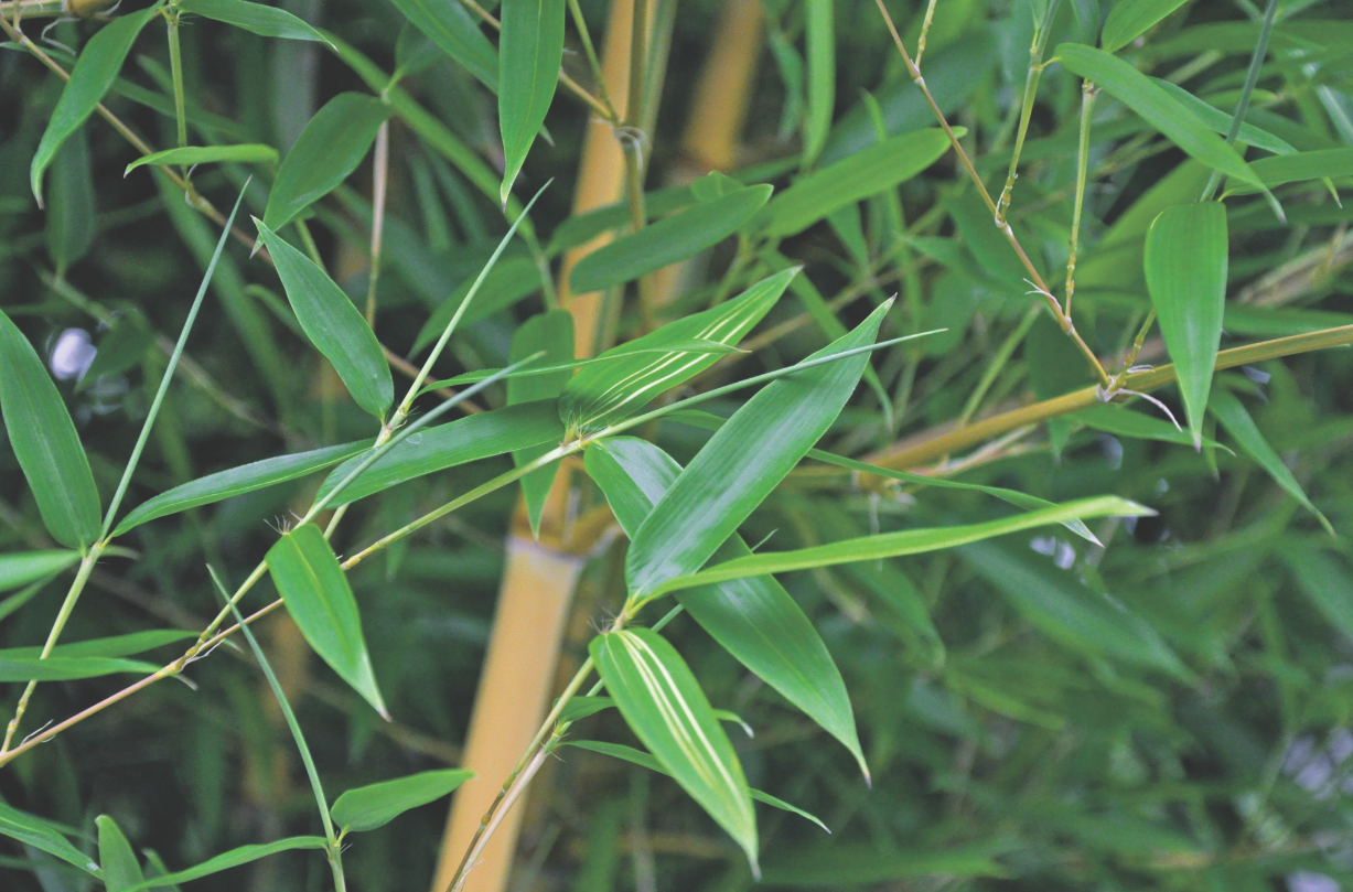 Bambusy potrafią doskonale przystosować się do naszego klimatu, również do zimowania pod śniegiem.