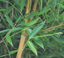 Bambusy potrafią doskonale przystosować się do naszego klimatu, również do zimowania pod śniegiem.