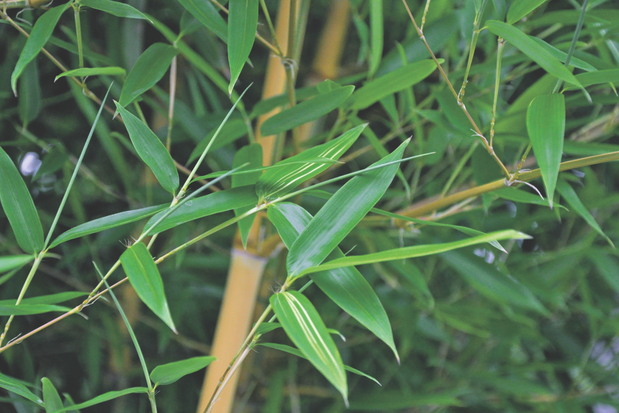 Bambusy potrafią doskonale przystosować się do naszego klimatu, również do zimowania pod śniegiem.