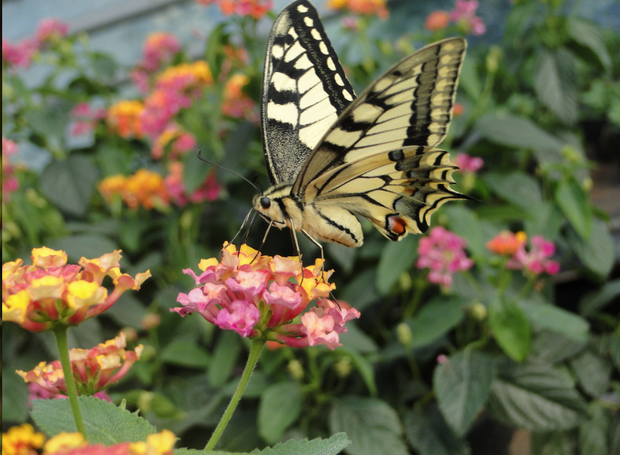 Barwne koszyczki kwiatów są atrakcyjne dla motyli.