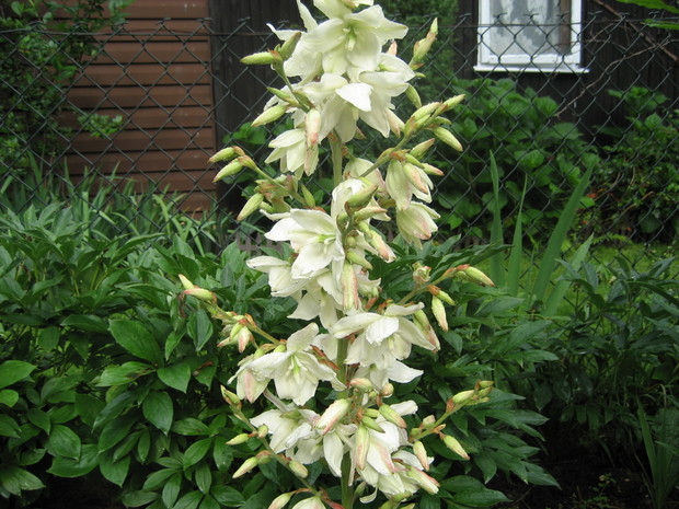 biała dama w całej swojej krasie