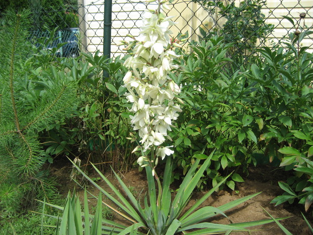 Biała dama w moim ogrodzie