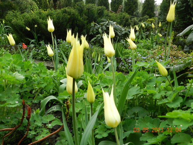 białe liliokształtne tupliany,najpierw mają barwę jasnożółtą,potem zmienia się ona na śnieżnobiałą