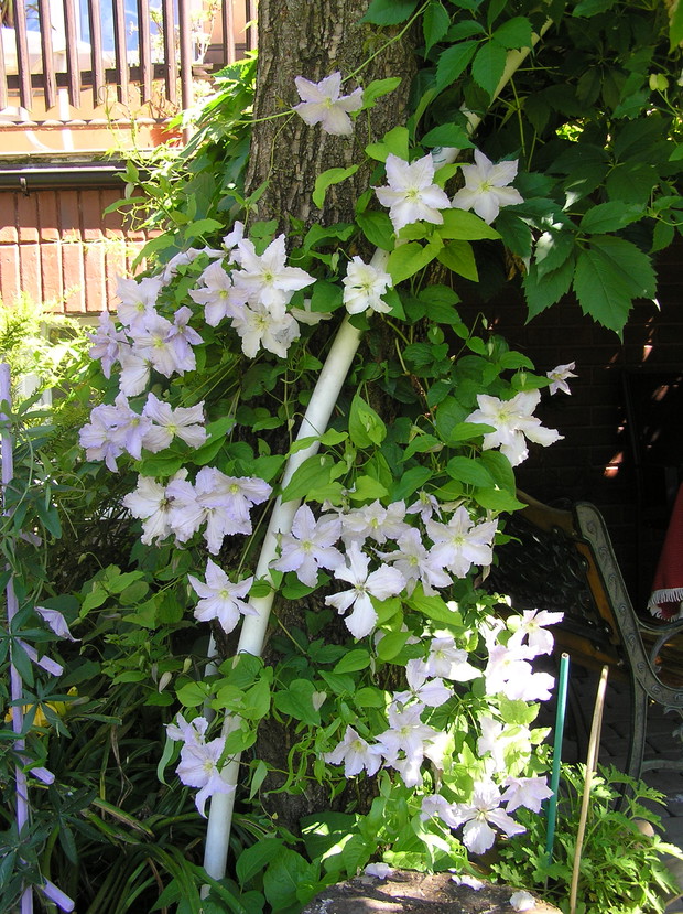Bialy Anioł ten najstarszy powojnik w ogrodzie