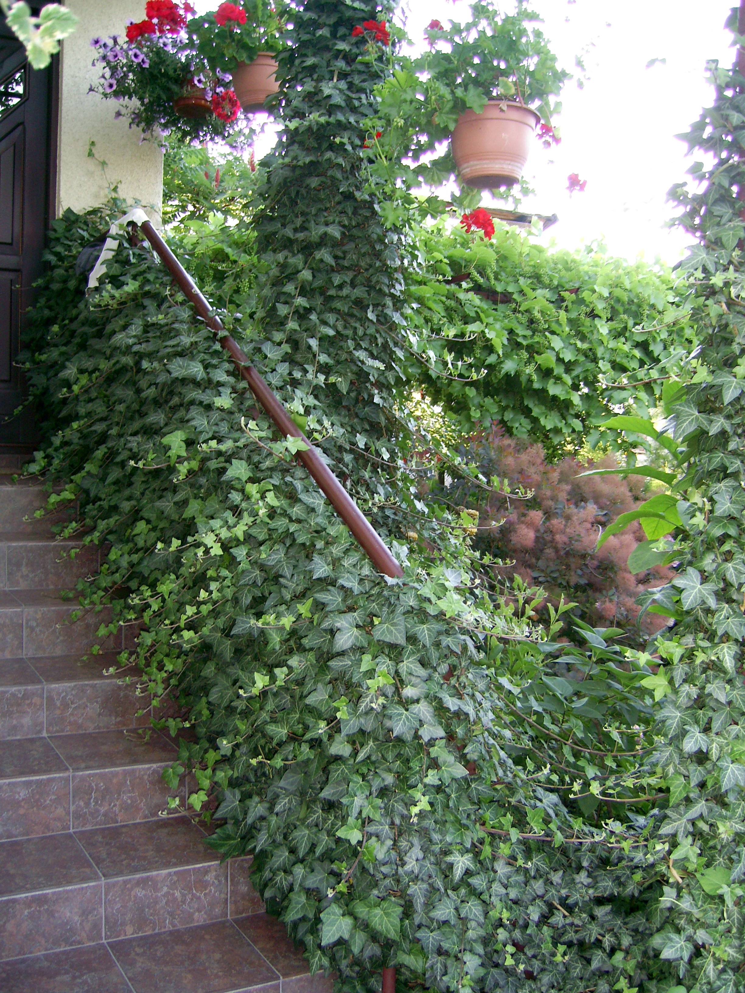 
Bluszcz idealnie nadaje się na stanowiska półcieniste lub mocno zacienione