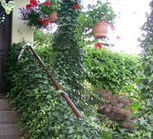 Bluszcz idealnie nadaje się na stanowiska półcieniste lub mocno zacienione