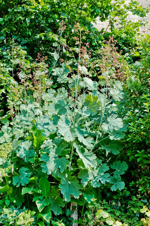 Bokonia jest dość ekspansywna, osiąga wysokość do 250 cm