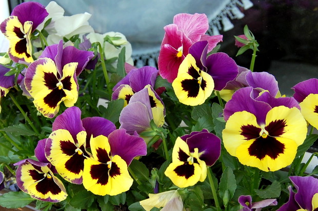 Bratki - jakże miły akcent wiosennych nasadzeń... Polecam każdemu!