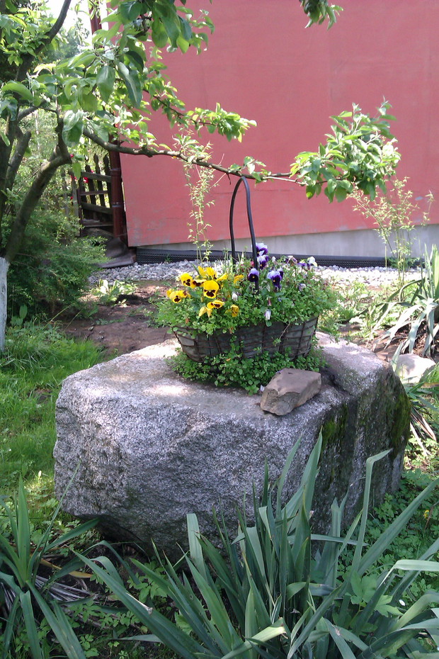 Bratki również w koszyczku...