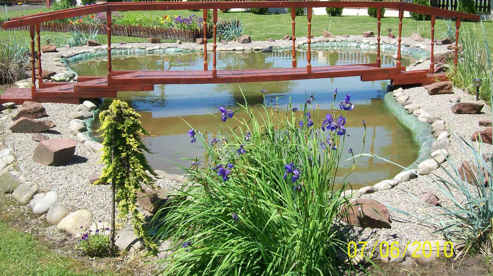 Brzegi oczka połączył drewniany mostek. Można z niego obserwować karasie ozdobne uwijające się wśród roślin wodnych