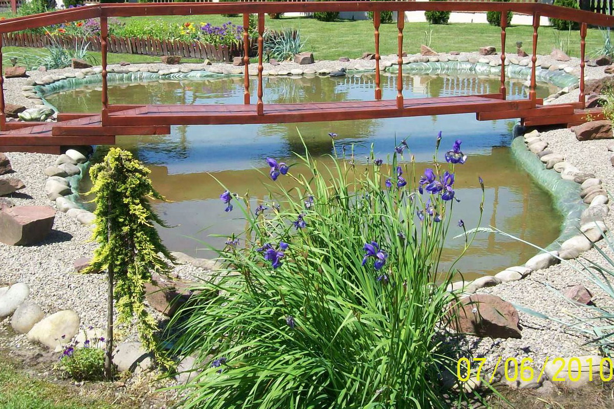 Brzegi oczka połączył drewniany mostek. Można z niego obserwować karasie ozdobne uwijające się wśród roślin wodnych