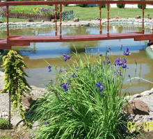 Brzegi oczka połączył drewniany mostek. Można z niego obserwować karasie ozdobne uwijające się wśród roślin wodnych