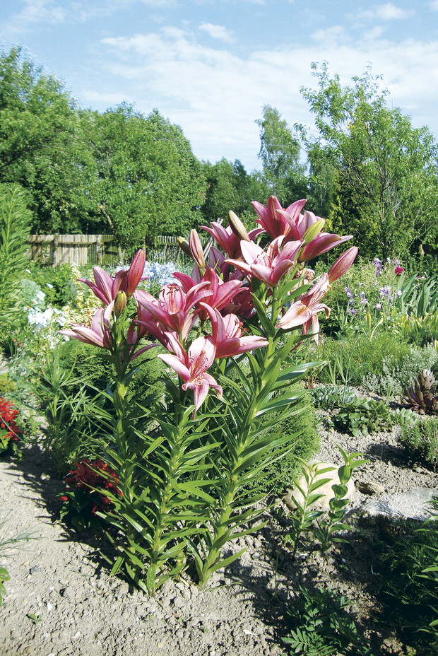 Choć lilie dobrze znoszą nasz klimat, na zimę warto je okrywać