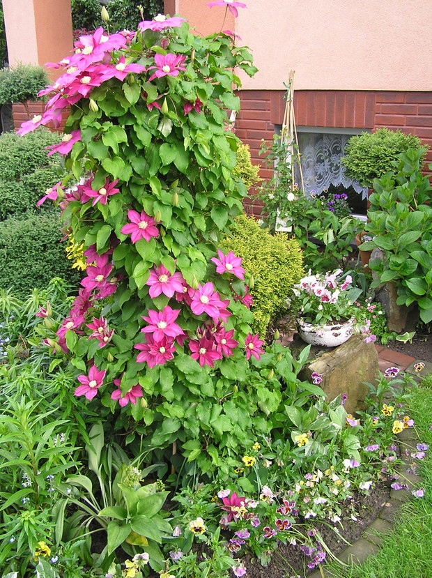 co roku wiecej  dużych kwiatów wydaje klematis w towarzystwie bratków