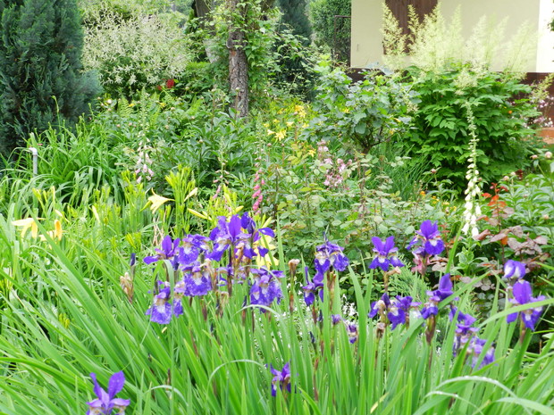 czas kwitnących irysów i liliowców