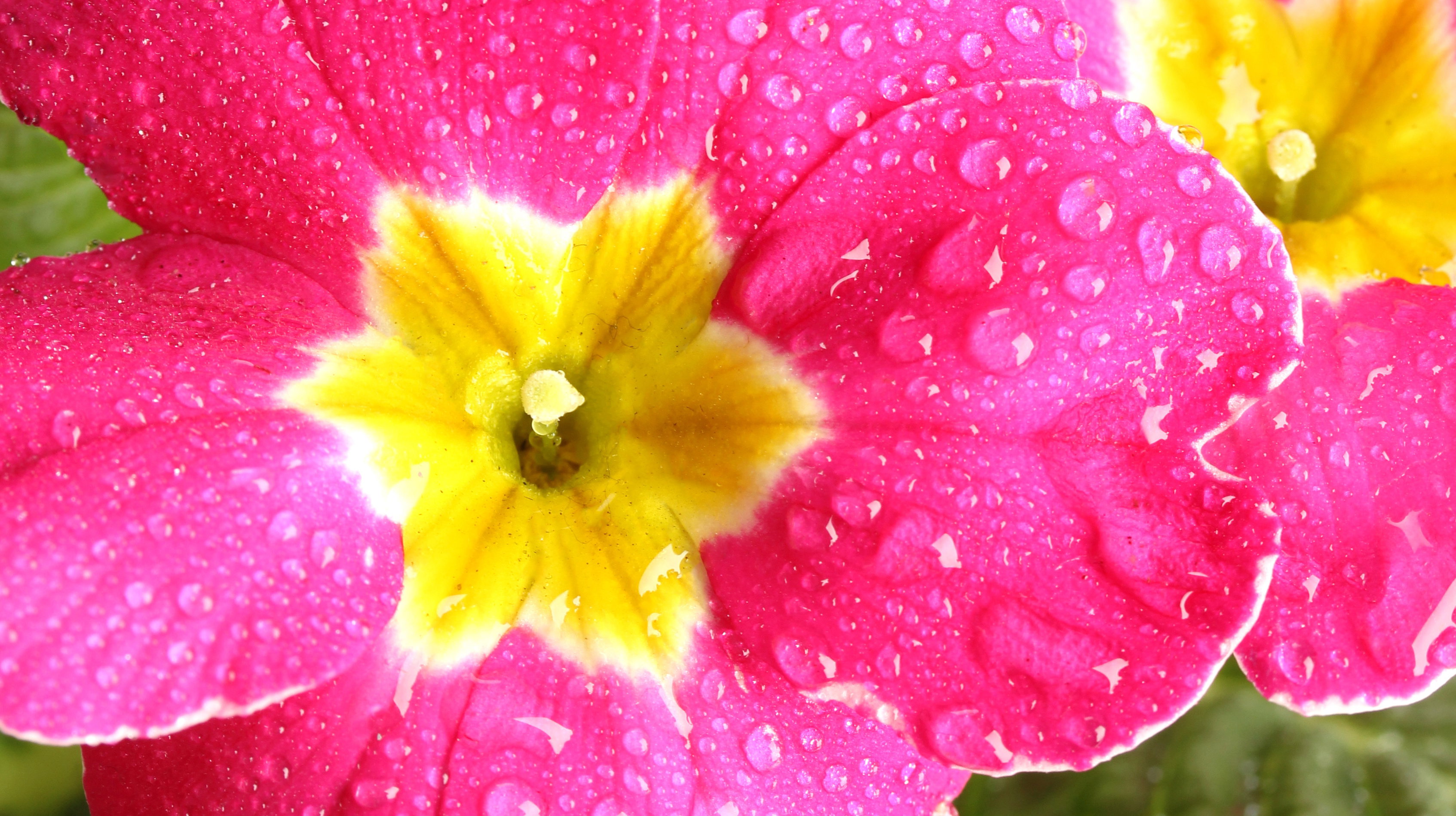 Czerwiec to właściwa pora na dzielenie pierwiosnków