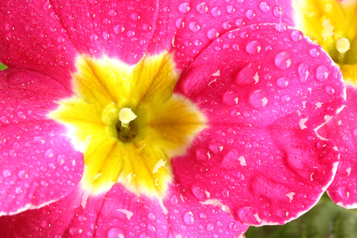 Czerwiec to właściwa pora na dzielenie pierwiosnków