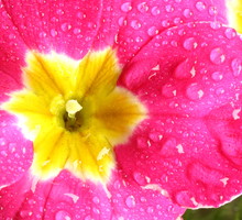 Czerwiec to właściwa pora na dzielenie pierwiosnków