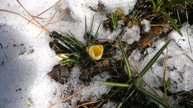Czyżby jednak wiosna?