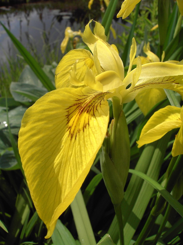 Dla kosaćca żółtego naturalnym siedliskiem są płytkie wody sadzawek