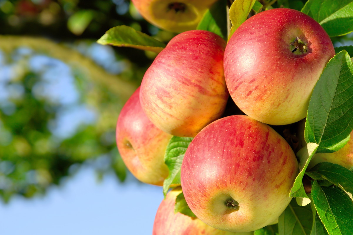 Dorodne owoce wyrosną tylko wówczas, jeśli będą rosły pojedynczo. Jest to szczególnie ważny zabieg w przypadku jabłoni i brzoskwini.