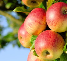Dorodne owoce wyrosną tylko wówczas, jeśli będą rosły pojedynczo. Jest to szczególnie ważny zabieg w przypadku jabłoni i brzoskwini.