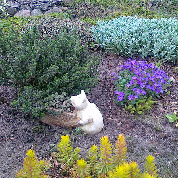 Dostawa rozchodników