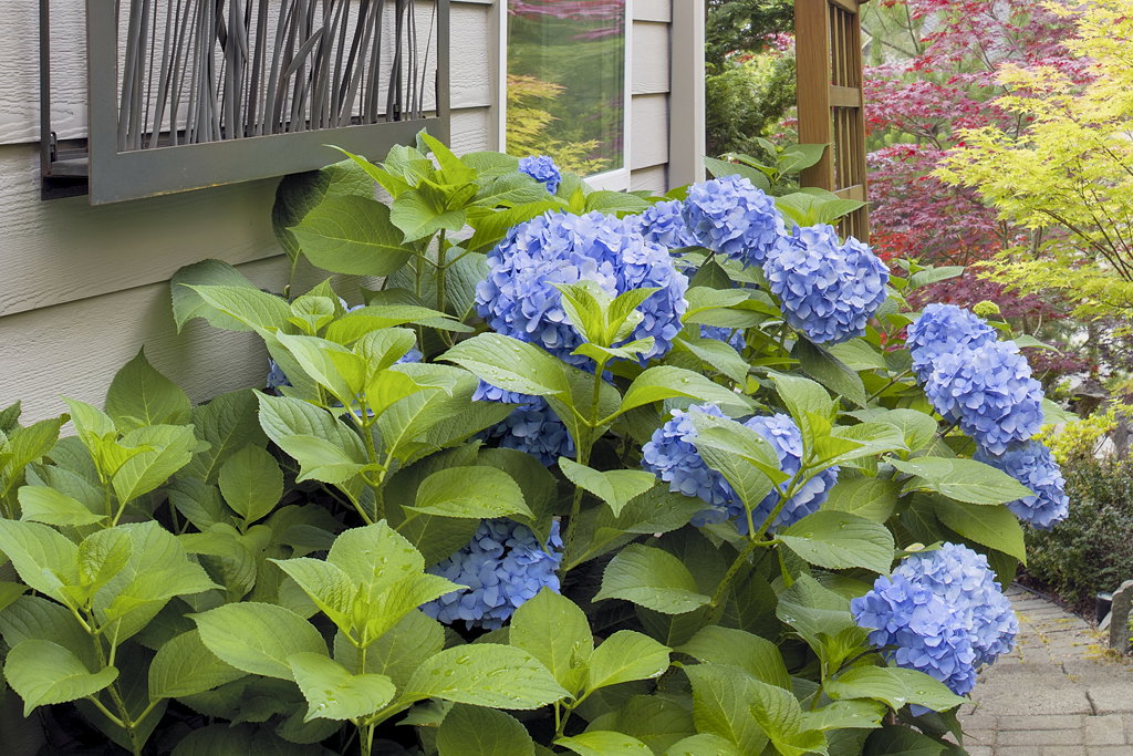 Duże kule kwiatowe i zwarty pokrój to cechy charakterystyczne nowej hortensji