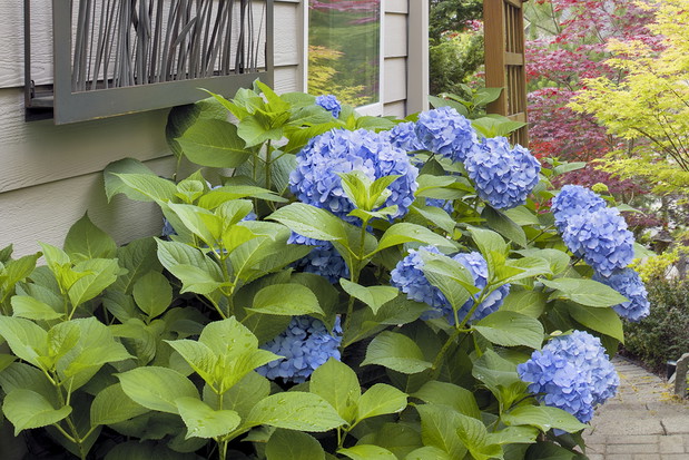 Duże kule kwiatowe i zwarty pokrój to cechy charakterystyczne nowej hortensji