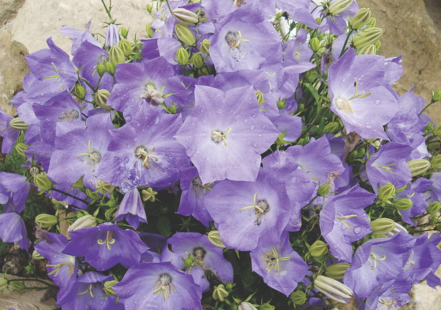 Dzwonek karpacki rozkwita latem. Jest mrozoodporny