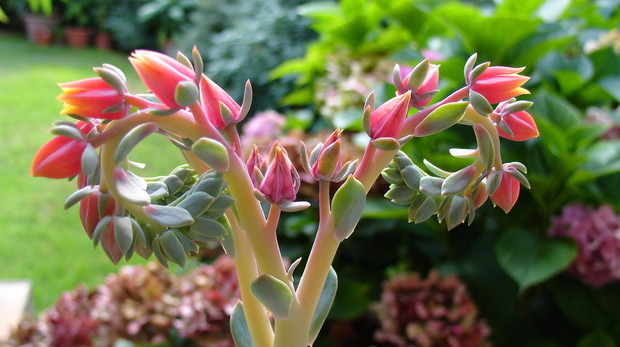 Eszeweria zdobi się od kwietnia do czerwca pomarańczowo-żółtymi kwiatostanami