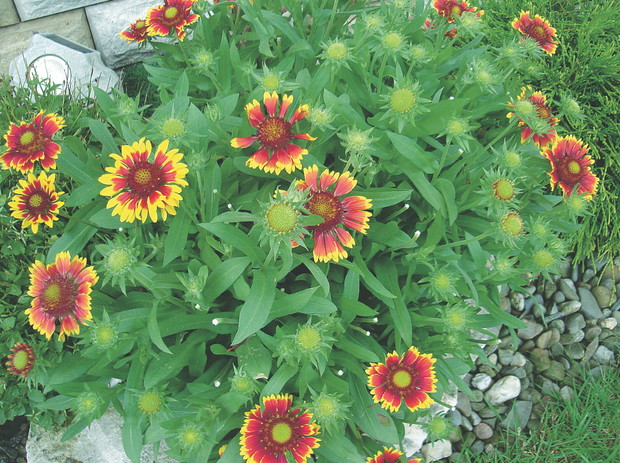 Gajlardia oścista ma liczne, dwubarwne kwiaty. Doskonale wygląda na skalniaku