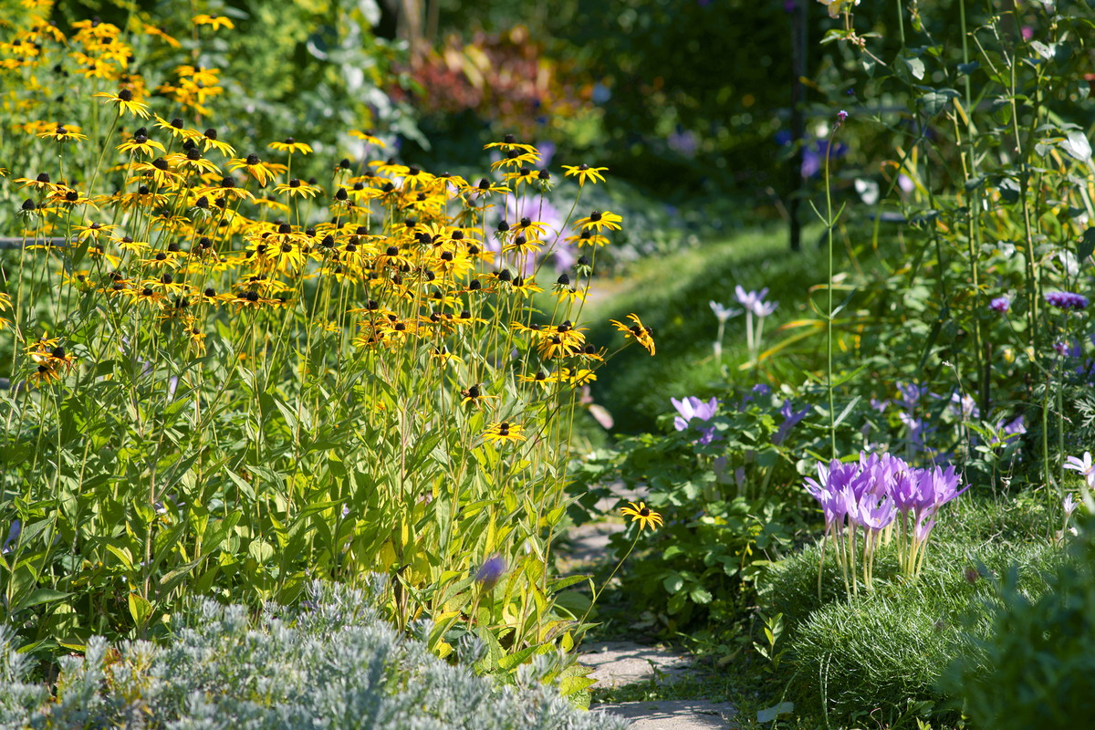 Gatunki rudbekii czują się na słońcu jak ryba w wodzie
