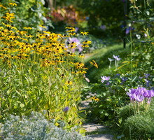 Gatunki rudbekii czują się na słońcu jak ryba w wodzie