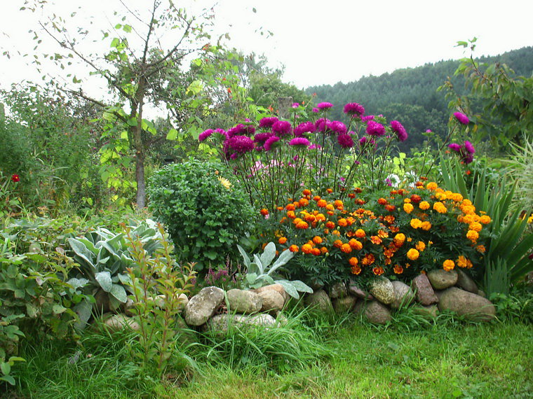 „Gdy przekwitną wiosenne kwiaty cebulowe, rabatę obsadzam aksamitkami i astrami, które rosną tam do późnej jesieni”