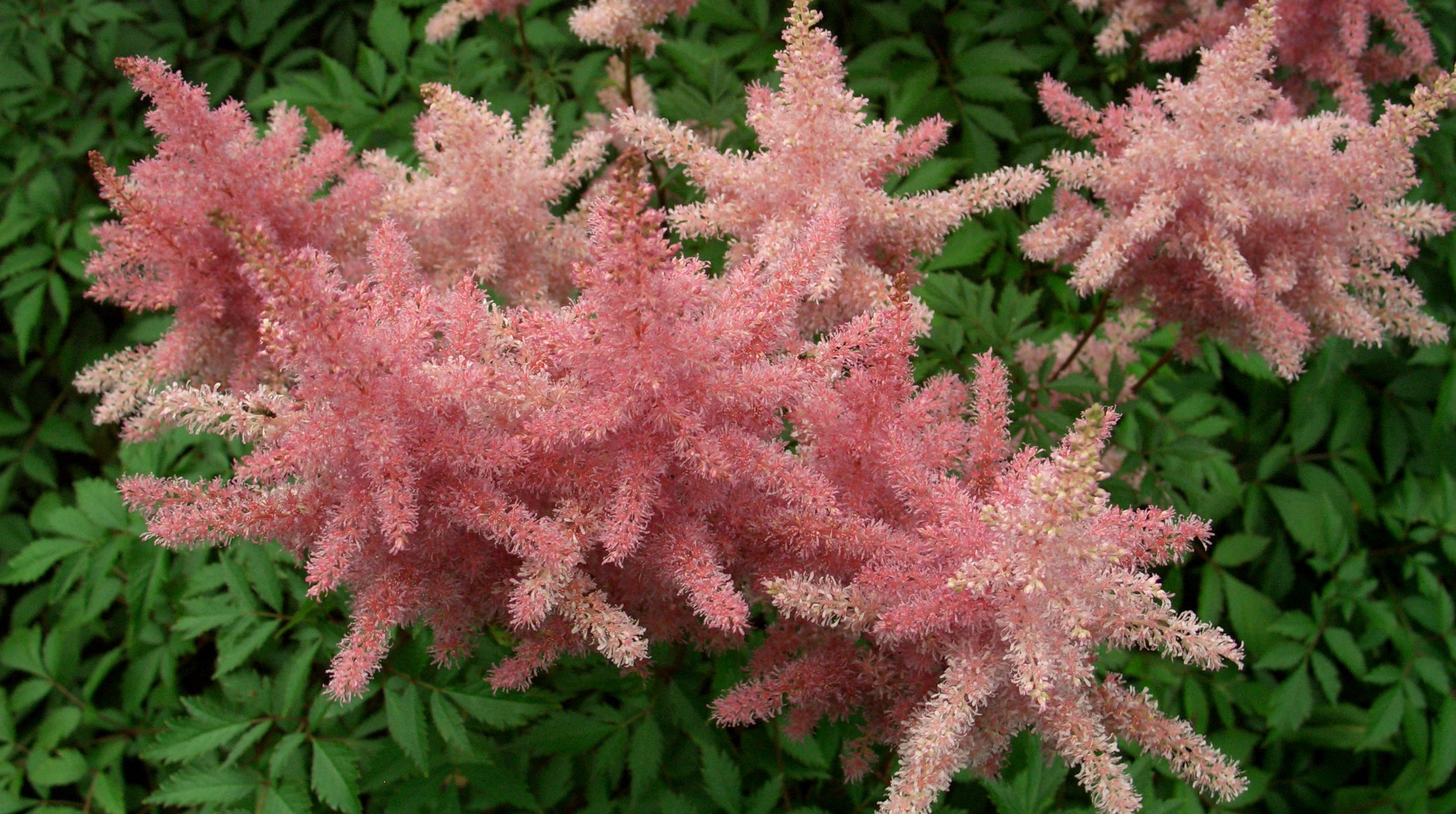 Gdy tawułki chińskie przekwitną, kwiatostany można pozostawić na rabacie, by zdobiły ogród także zimą