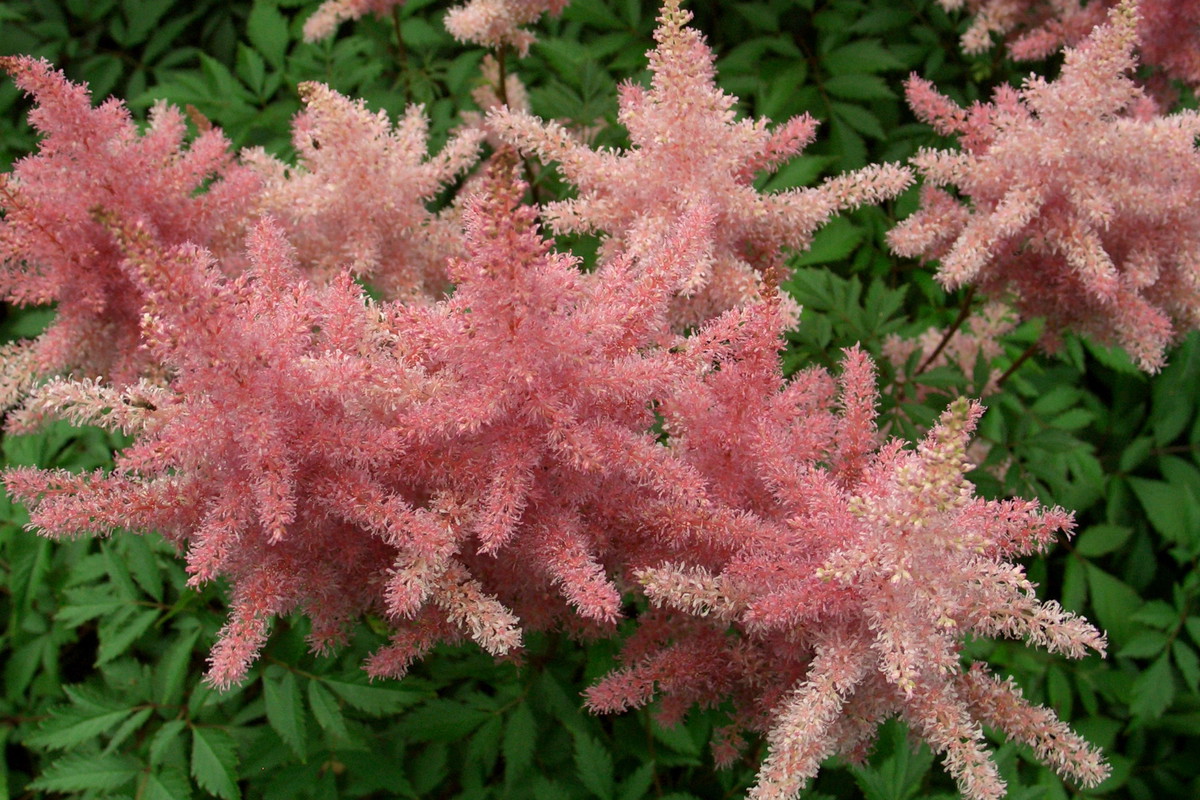 Gdy tawułki chińskie przekwitną, kwiatostany można pozostawić na rabacie, by zdobiły ogród także zimą