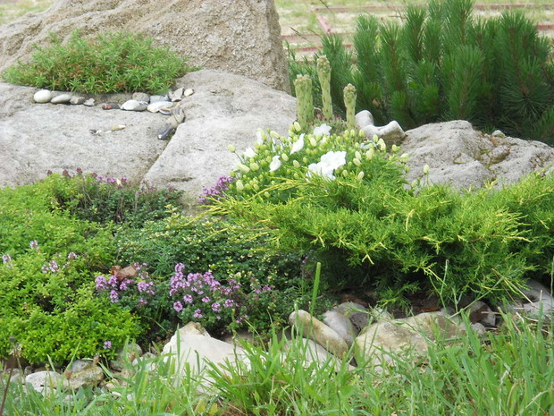 Głowy węży - rojniki.